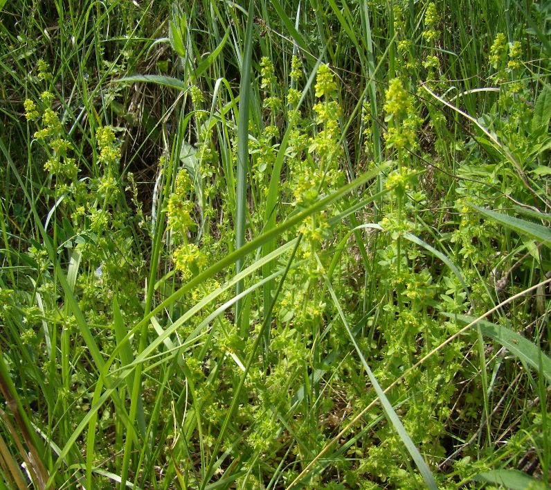 Image of Cruciata laevipes specimen.