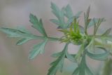 Daucus carota