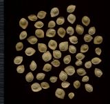 Atriplex sagittata. Семена с околоцветниками. Курская обл., г. Железногорск, пустырь. 7 октября 2009 г.