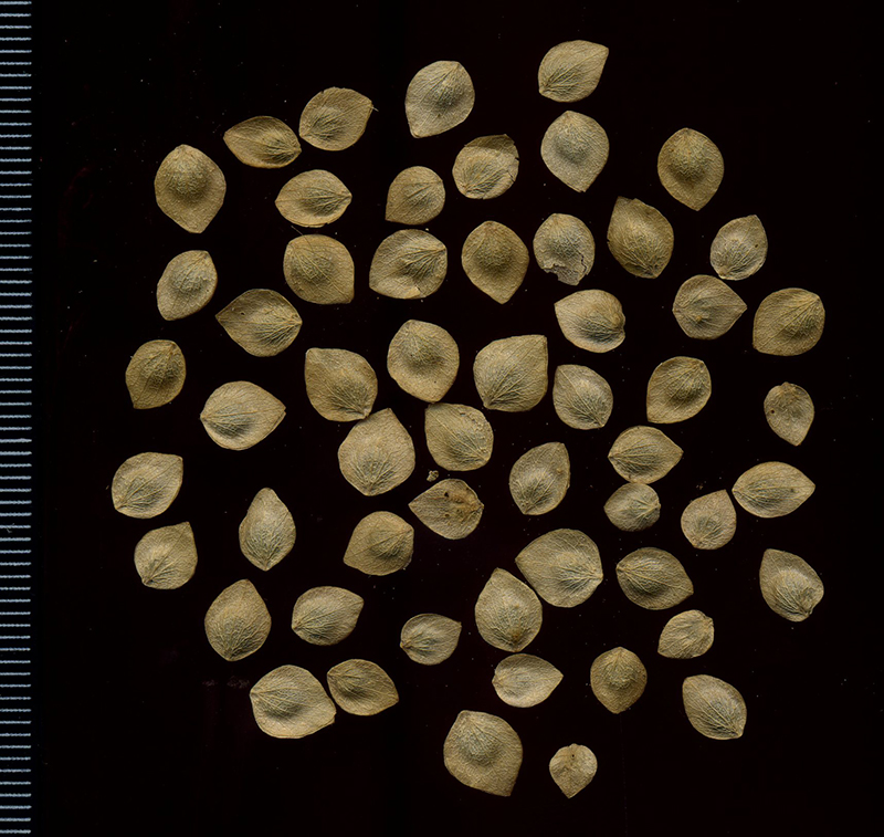 Image of Atriplex sagittata specimen.