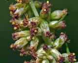 Artemisia vulgaris. Часть побега с соцветиями. Московская обл., Раменский р-н, окр. ж.-д. платформы Хрипань, залежь. 08.08.2015.