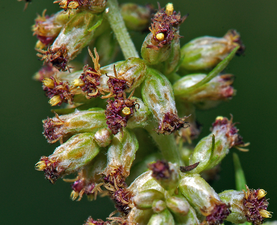 Изображение особи Artemisia vulgaris.