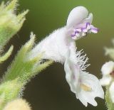 Nepeta cataria. Цветок (вид сбоку). Узбекистан, г. Ташкент, пос. Улугбек, санитарно-защитная зона. 05.07.2015.