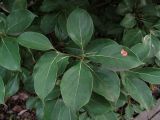 genus Cinnamomum