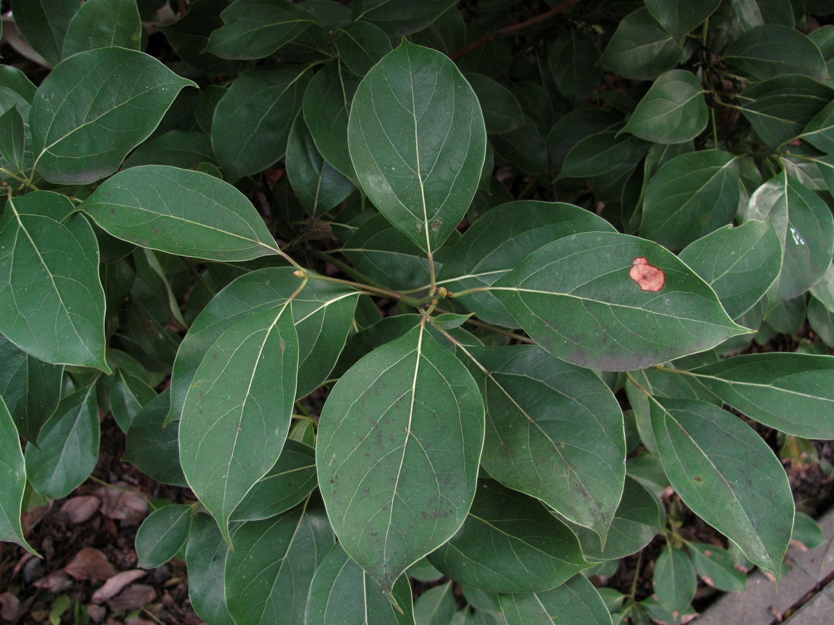 Изображение особи род Cinnamomum.