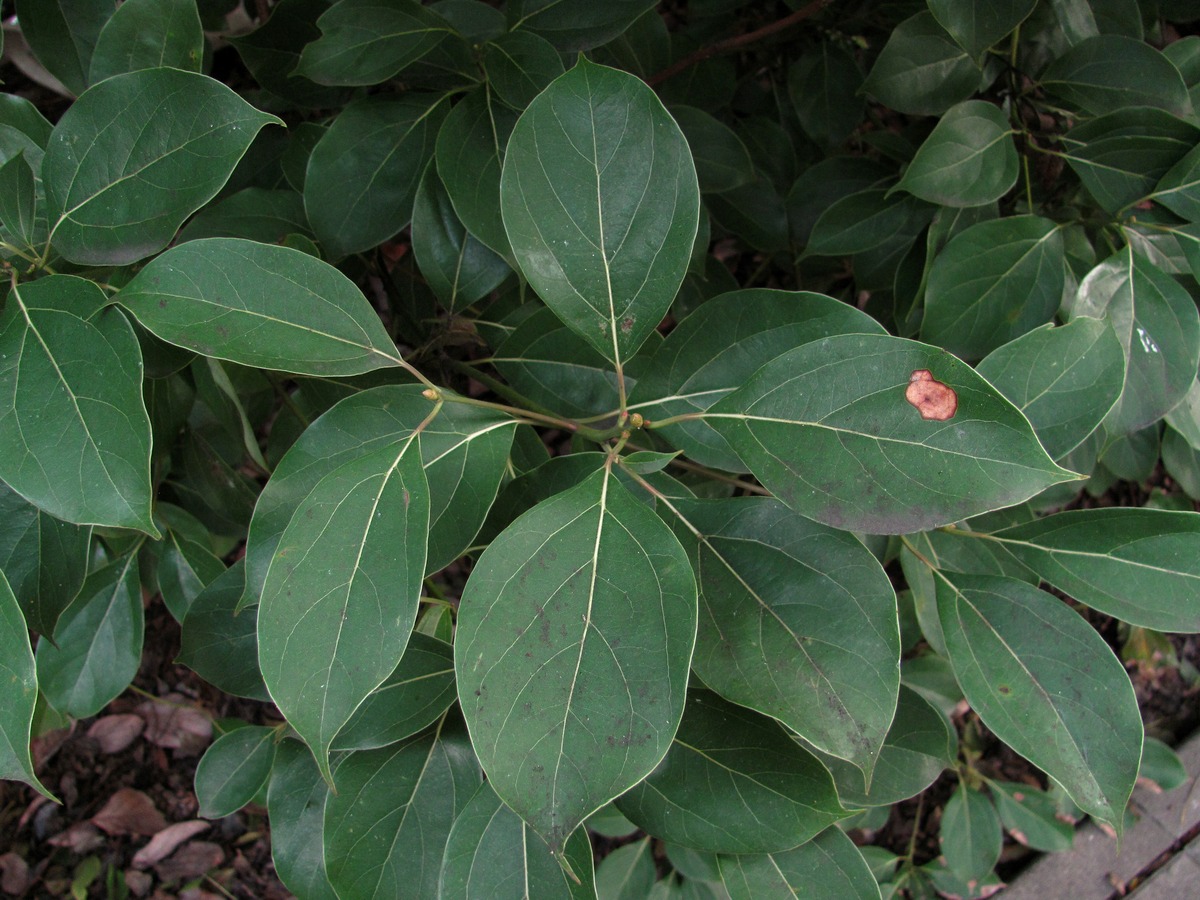 Image of genus Cinnamomum specimen.