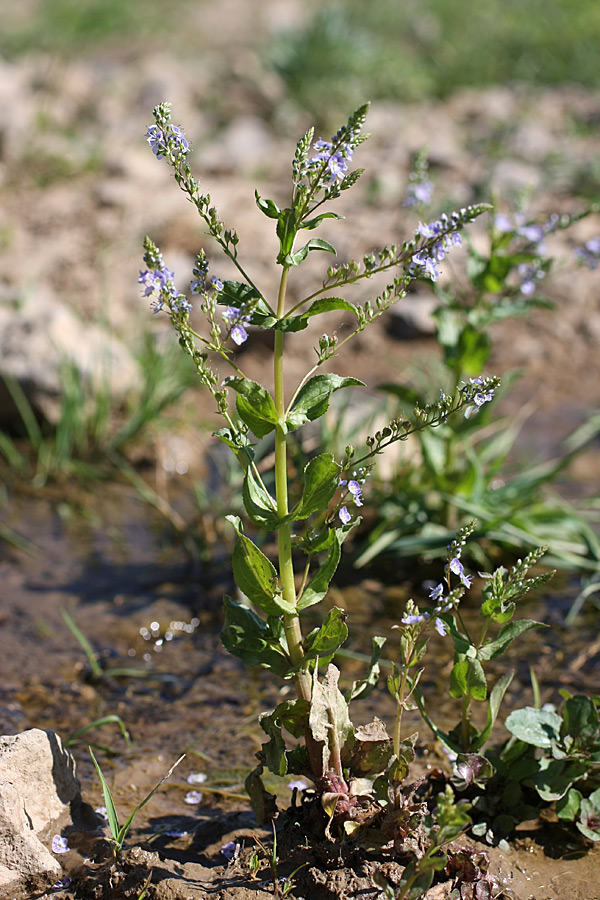 Изображение особи Veronica oxycarpa.