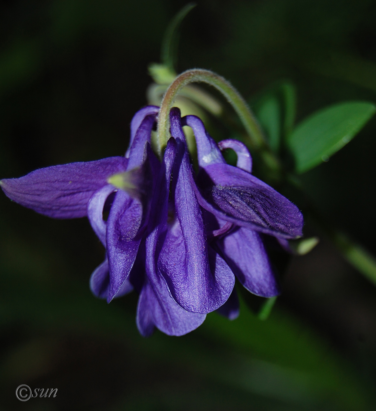 Изображение особи Aquilegia vulgaris.