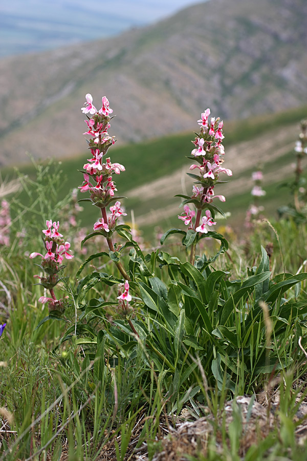 Image of Morina kokanica specimen.