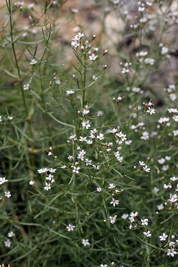 Изображение особи Acanthophyllum gypsophiloides.