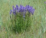 Polygala hybrida