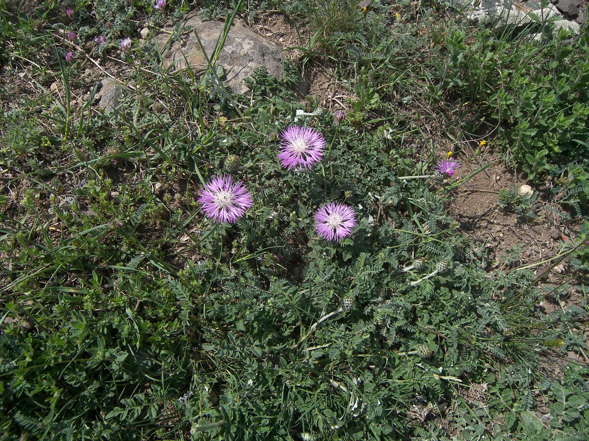 Image of Psephellus salviifolius specimen.