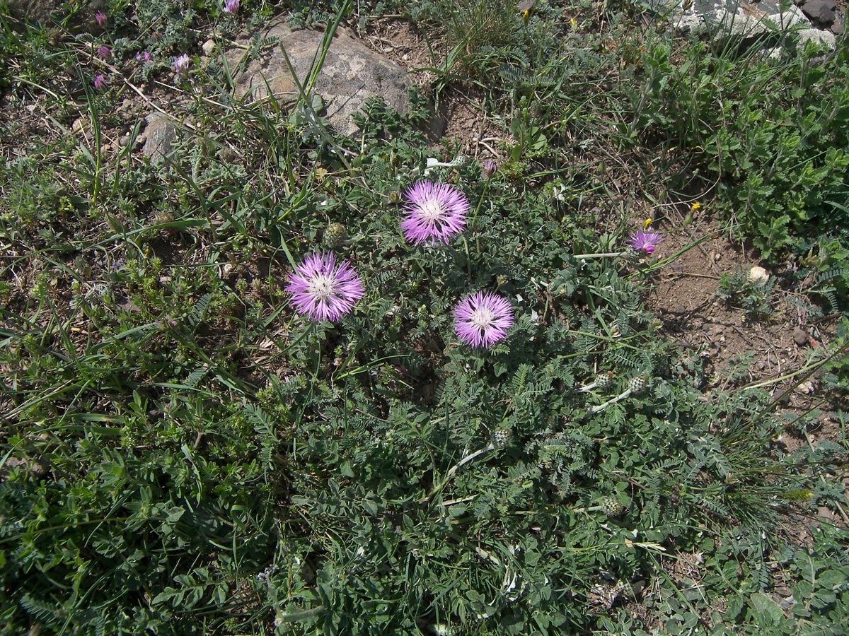 Изображение особи Psephellus salviifolius.