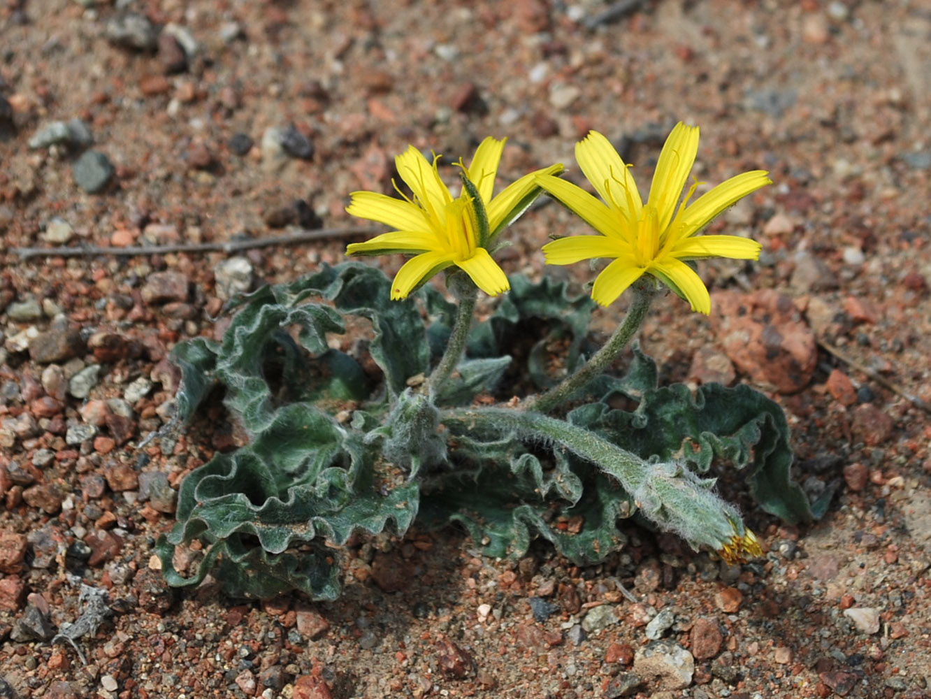 Изображение особи Scorzonera circumflexa.