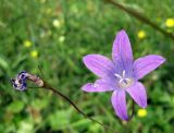 Campanula patula. Цветки: отцветший (слева) и повреждённый трипсом аномальный 6-лепестковый (справа). Украина, Волынская обл., Ратновский р-н, с. Пески-Речицкие, восстанавливающийся луг на запущенном поле. 29 июля 2009 г.