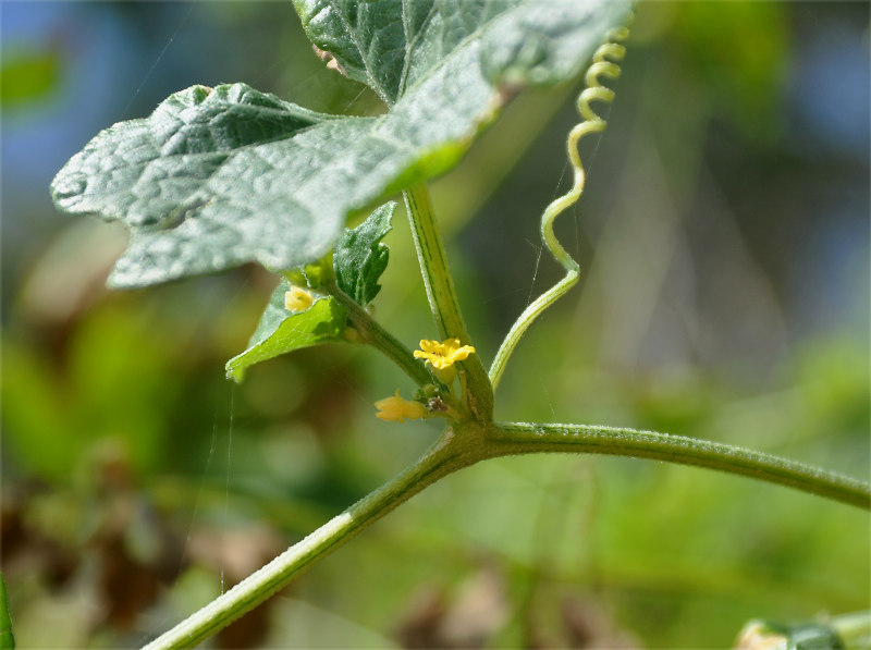 Image of Mukia maderaspatana specimen.