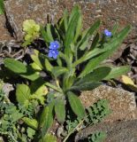 Cynoglottis barrelieri