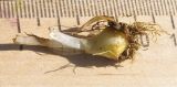 Gagea sulfurea