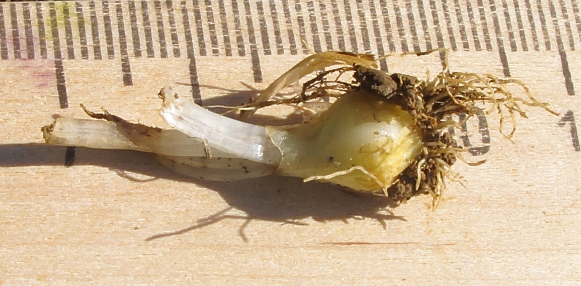 Image of Gagea sulfurea specimen.