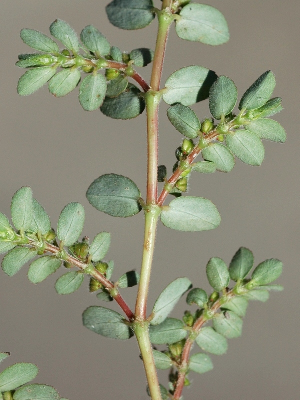 Image of Euphorbia prostrata specimen.