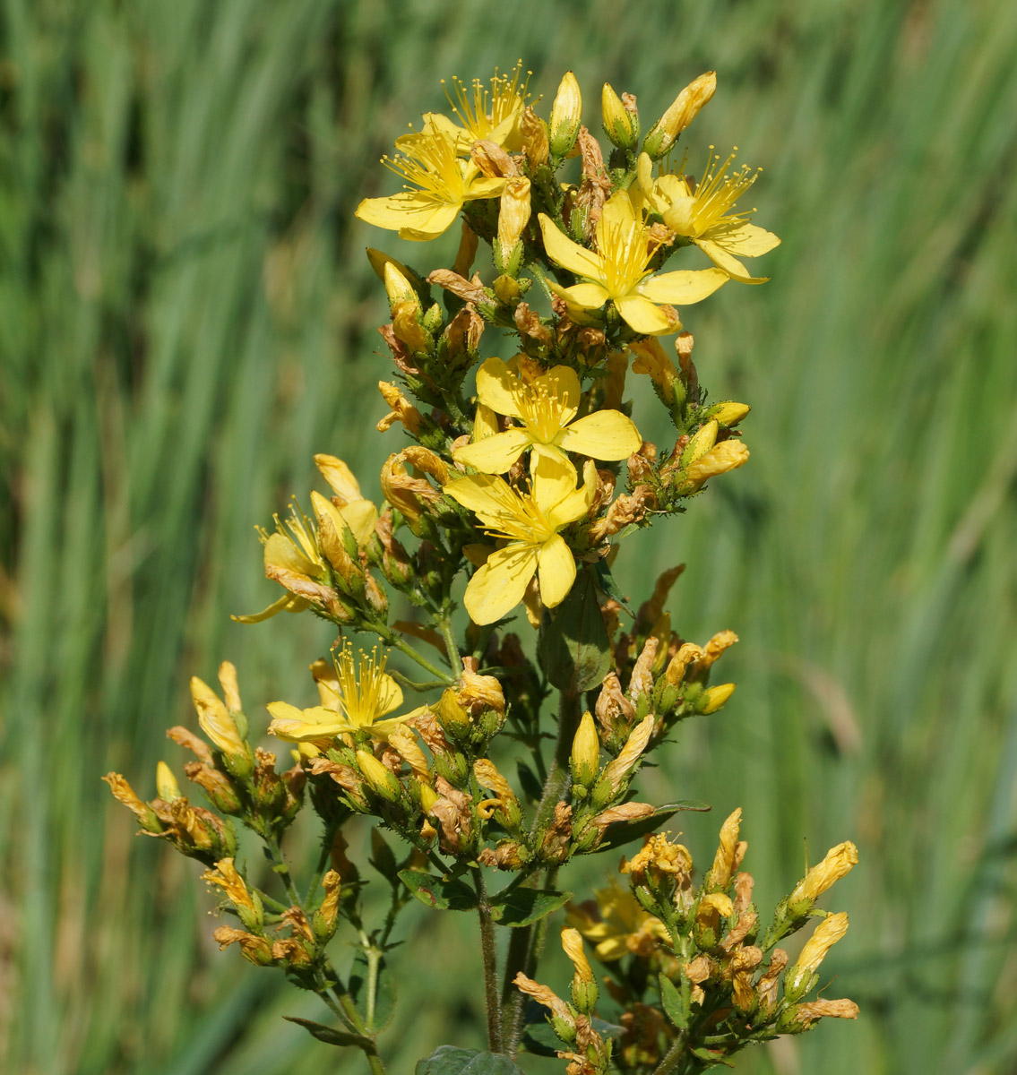 Изображение особи Hypericum hirsutum.