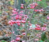 Euonymus atropurpureus