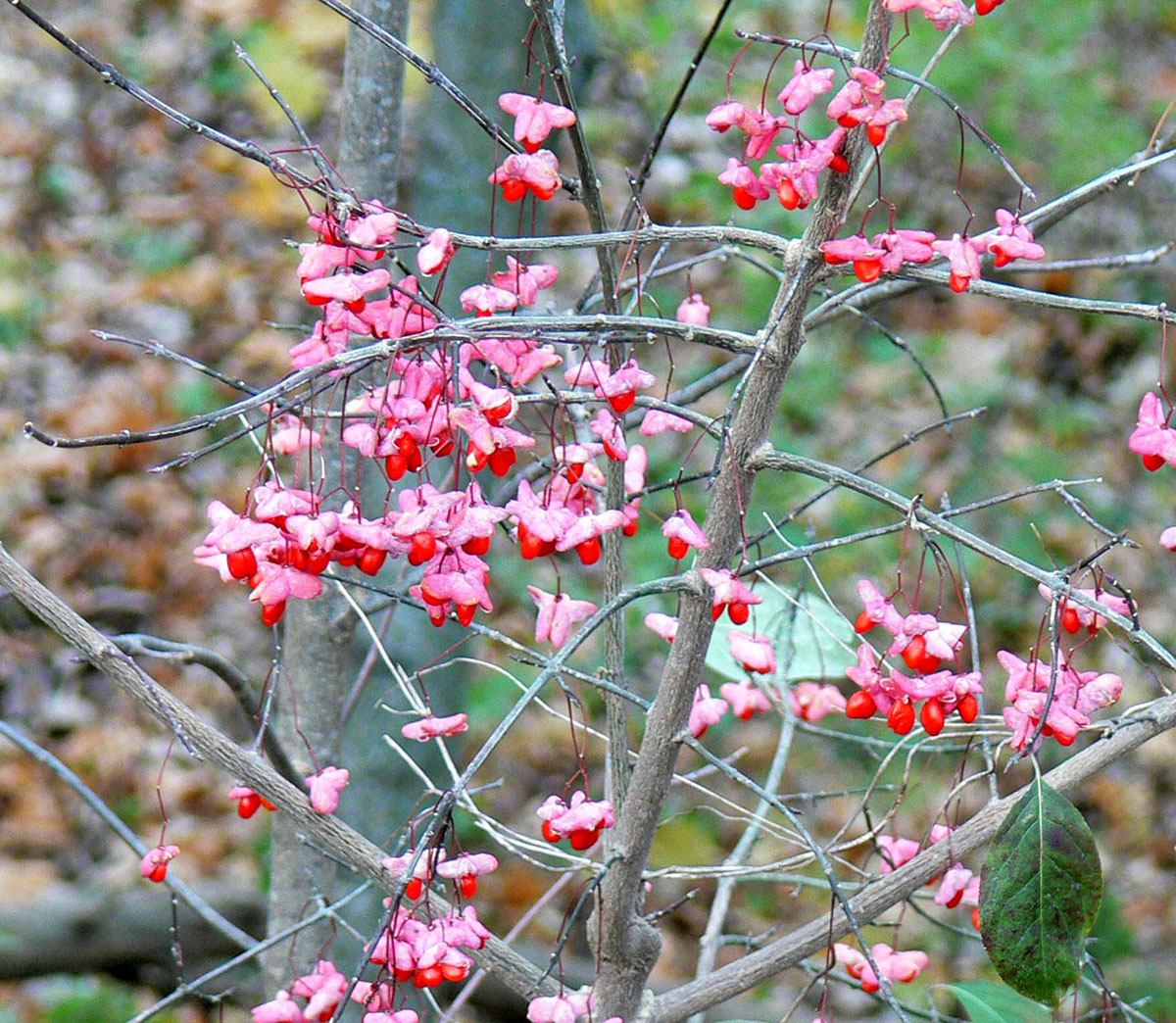 Image of Euonymus atropurpureus specimen.