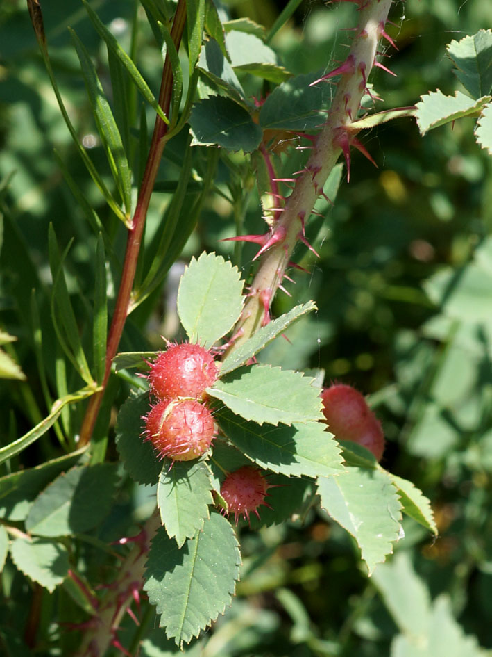 Image of genus Rosa specimen.