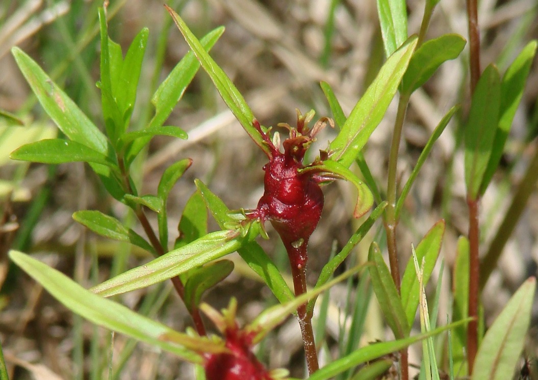 Image of Epilobium palustre specimen.
