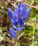 Gentiana decumbens. Соцветие. Якутия (Саха), южные окр. г. Якутска, степь. 16.08.2012.