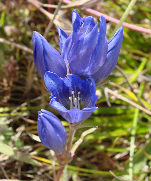 Изображение особи Gentiana decumbens.