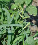 Echinochloa crus-galli. Верхушка плодоносящего растения. Иркутская обл., Иркутский р-н, окр. с. Смоленщина, луг на правом берегу р. Олха близ устья. 18.07.2015.