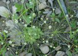 Androsace filiformis