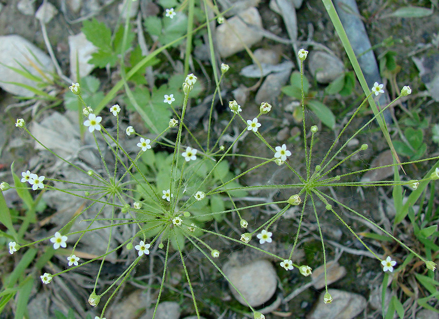 Изображение особи Androsace filiformis.