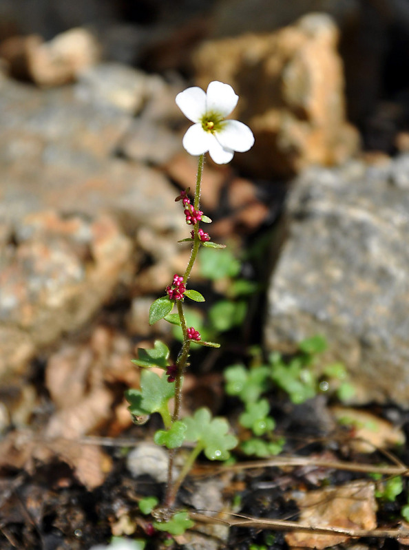 Image of Saxifraga cernua specimen.