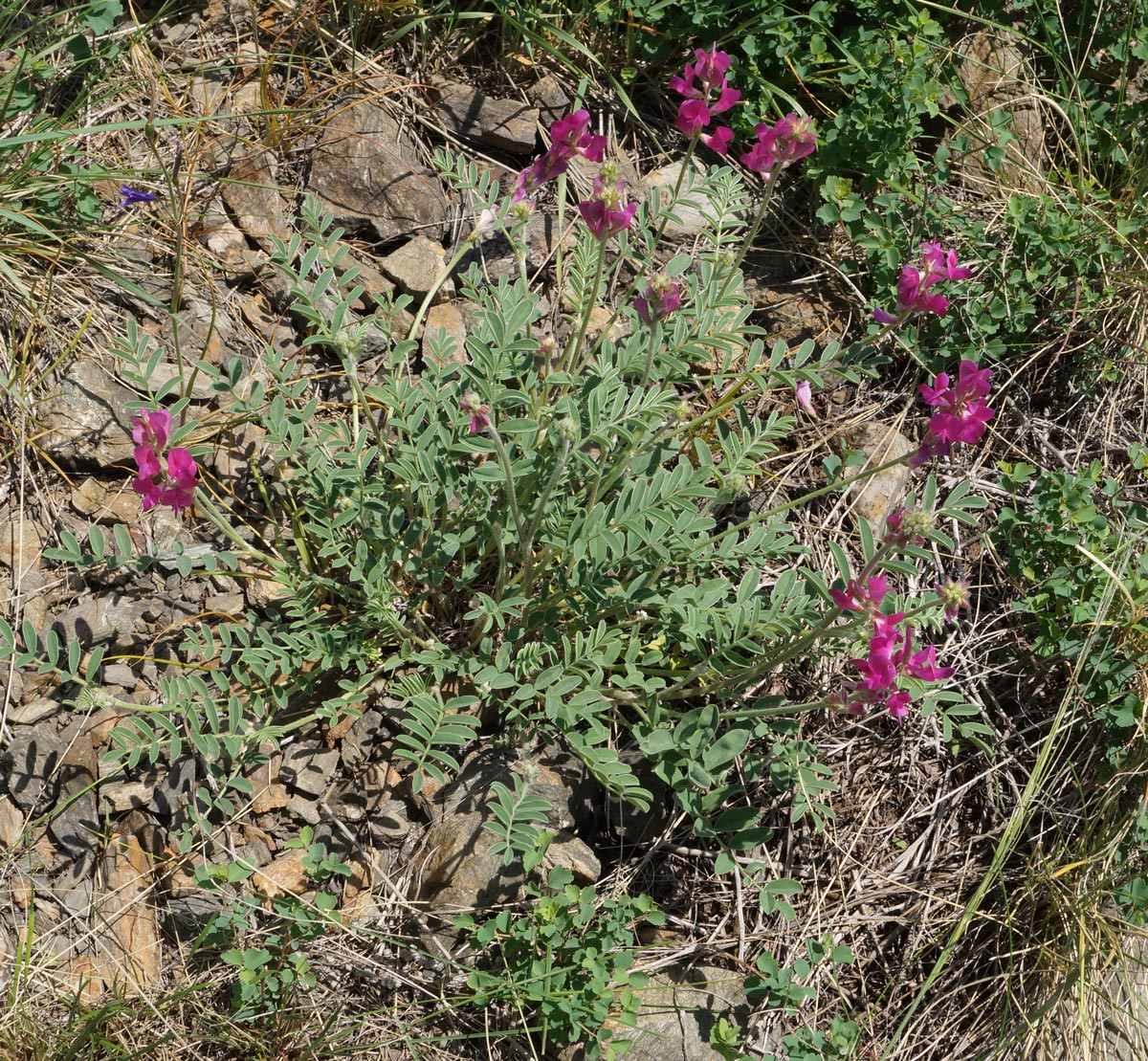 Image of Hedysarum gmelinii specimen.