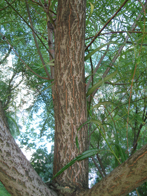 Image of Salix viminalis specimen.