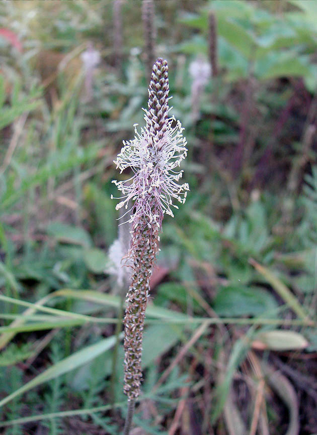 Image of Plantago media specimen.