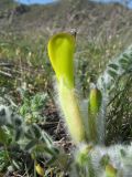 Astragalus xipholobus. Цветок с жуком. Южный Казахстан, Сырдарьинский Каратау, горы Улькунбурултау. 21 марта 2016 г.