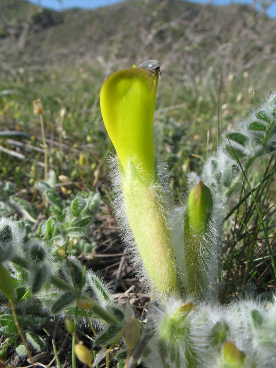 Изображение особи Astragalus xipholobus.