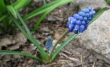 род Muscari