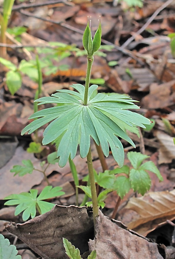 Image of Eranthis stellata specimen.