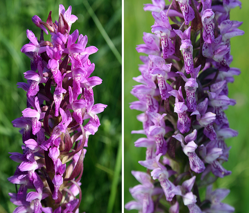 Изображение особи Dactylorhiza incarnata.