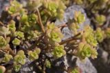 genus Sedum. Вегетирующие побеги. Италия, Саленто, г. Отранто; в озеленении, на камнях дорожного ограждения. 09.06.2014.