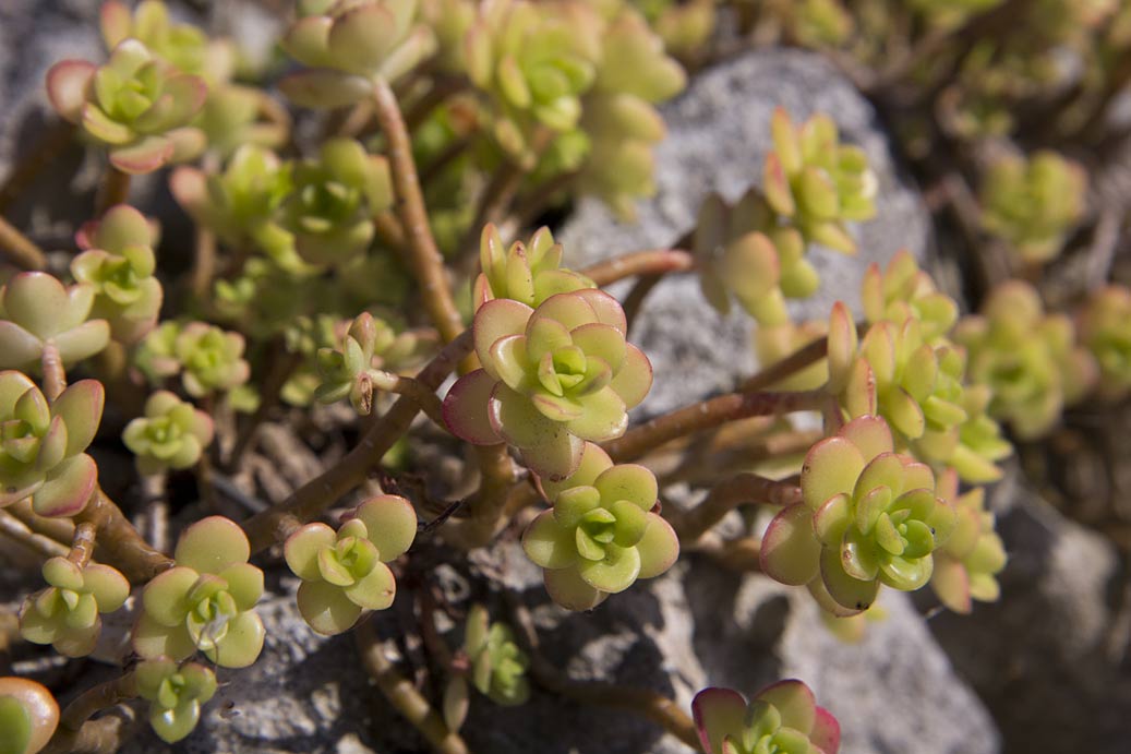 Изображение особи род Sedum.