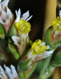 Limonium tetragonum. Цветки. Приморский край, Шкотовский р-н, окр. с. Царёвка, на илово-песчаном участке приморской террасы. 08.09.2015.