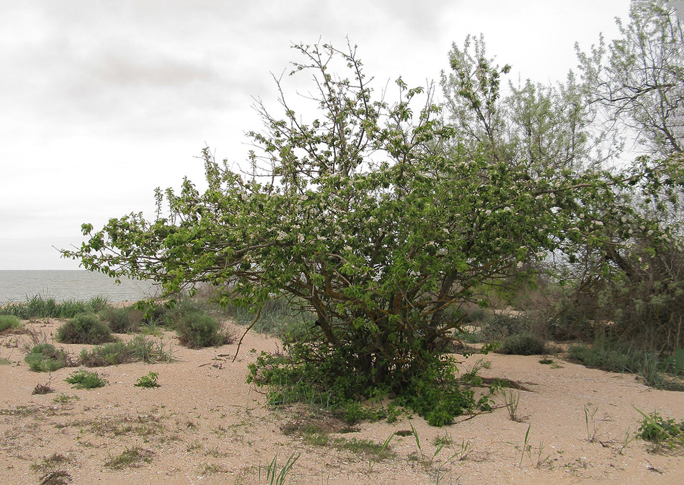 Изображение особи Malus domestica.