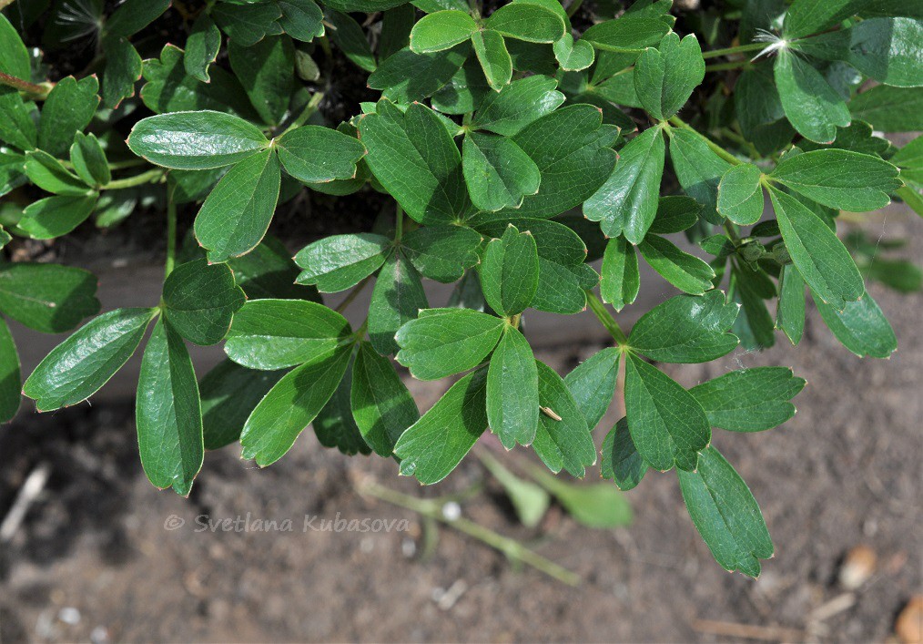 Image of Potentilla tridentata specimen.