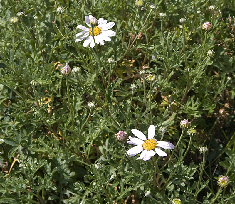 Image of Chrysanthemum sinuatum specimen.