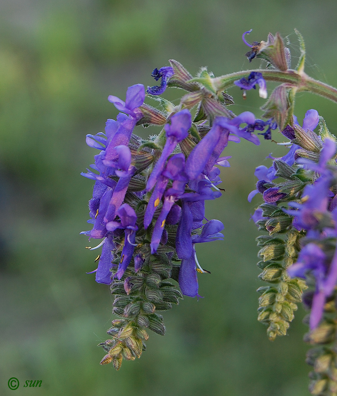 Изображение особи Salvia nutans.